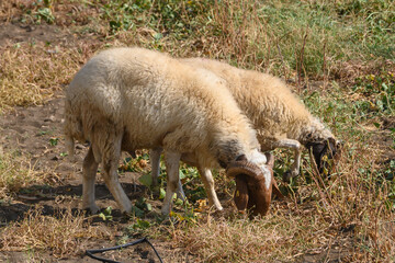 Fototapeta premium Sheep grazing on a sunny day at a Northern Cyprus farm