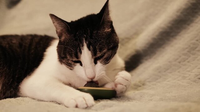 Close-up of a domestic cat licking a small catnip toy shaped like an avocado while lying on a soft beige blanket. Calm and playful indoor moment. 4k Horizontal footage