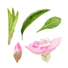 Sakura flower, bud, green leaves watercolor set isolated on white. Soft petals, gentle gradients, light, elegant floral design, perfect for spring patterns, wedding decor, greeting cards, branding.