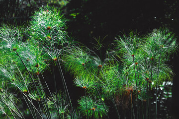 Green papyrus plants with distinctive feathery tops are shown against a dark, blurry background, with sunlight shining on delicate, thread like fronds. Fine, spiky foliage of Cyperus papyrus plant