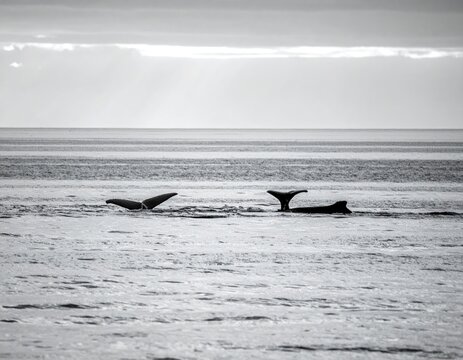 Two whales breach in a calm ocean under a bright sky