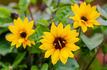 Bright yellow sunflowers blooming in garden after summer rain on green background. Close-up composition, soft natural light, fresh mood, shallow depth, floral beauty, nature renewal concept, outdoor