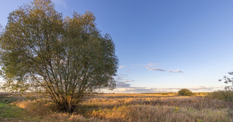 Tree stands in a field of tall grass