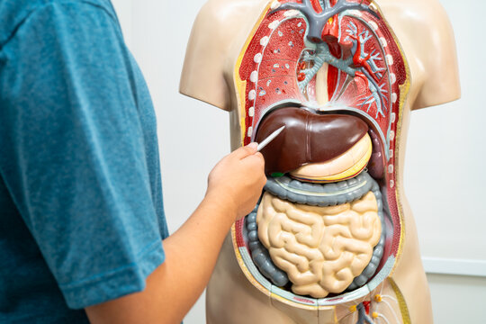 Student teenage learning anatomy biology with human body model in classroom at high school. - Powered by Adobe