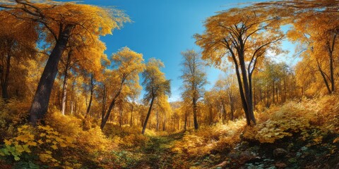 Obraz premium Autumn forest panorama in nature hdr landscape viewpoint vibrant colors