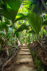National Botanical Gardens (Vallée de Mai), Praslin Island, Seychelles