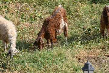 Pasture with goats and sheep in Northern Cyprus