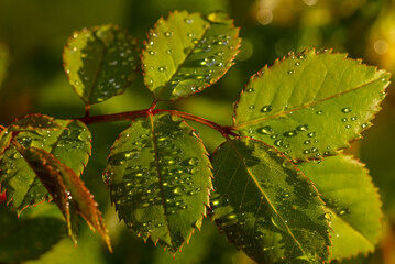 Green leaves covered with clear dew drops, glistening in the soft light. The close-up highlights the freshness and delicate beauty of nature’s early morning details.