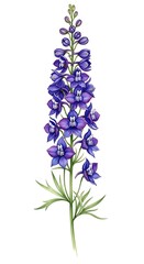 Obraz premium Elegant Larkspur - A Botanical Illustration of a Tall Purple Flower.