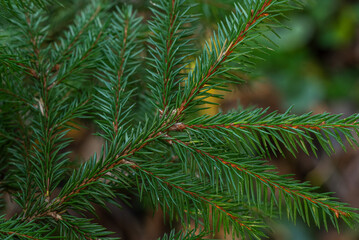 A close-up of a fir branch with fresh green needles, highlighting the texture and natural detail of the foliage. The image emphasizes the intricate patterns and vibrant greenery of the conifer.