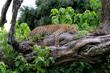 Leopard (Panthera pardus) hanging around and looking for prey in the Okavango Delta in Botswana 
