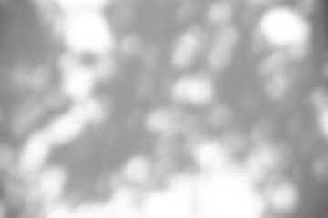 Abstract natural tree branch leaves shadow on white wall background