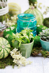 Moden table decoration for the party with succulent plants, green pumpkins, moss wreaths and candle holders.