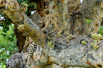 Leopard (Panthera pardus) hanging around and looking for prey in the Okavango Delta in Botswana 
