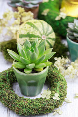 Moden table decoration for the party with succulent plants, green pumpkins, moss wreaths and candle holders.