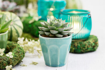 Moden table decoration for the party with succulent plants, green pumpkins, moss wreaths and candle holders.