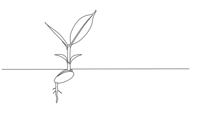plant germination continuous one line drawing animation, Leaves continuous line drawing animated video. Plant branch one line art, Animation of a single line drawing of a sprout. Continuous contour