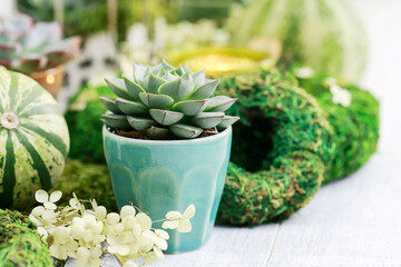 Moden table decoration for the party with succulent plants, green pumpkins, moss wreaths and candle holders.