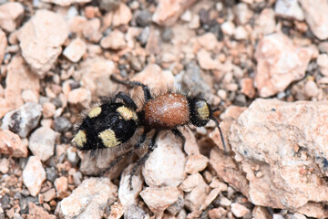 A fuzzy, wingless velvet ant (female wasp, Mutillidae) with a reddish-brown thorax and black abdomen marked with yellow patches, crawls across dry, reddish-brown gravel/rocky ground.