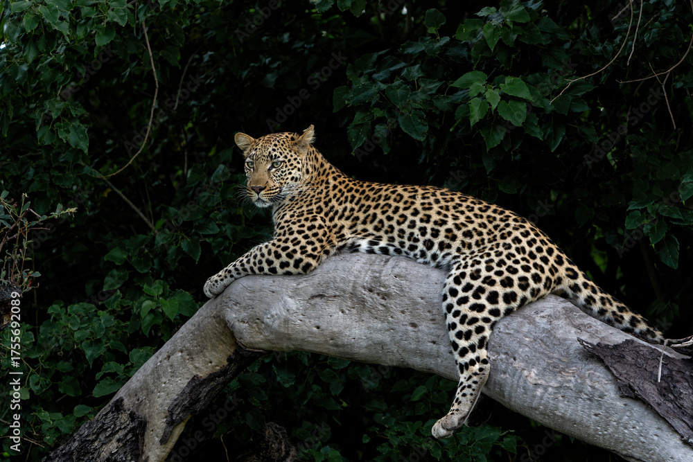 Canvas Prints leopard (panthera pardus) hanging around and looking for prey in the okavango delta in botswana