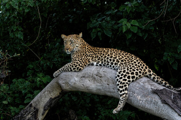 Leopard (Panthera pardus) hanging around and looking for prey in the Okavango Delta in Botswana 