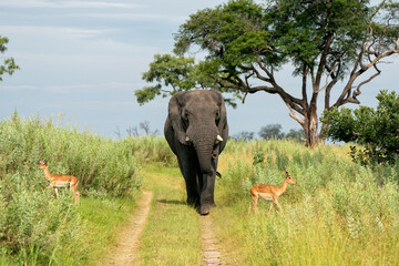 Elephant walking and feeding on the plains in the Okavango Delta in Botswana.
