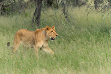 Lion (Panthera leo) in the green season. Lionesses walking and playing in the long green grass in the Okavango Delta in Botswana. 