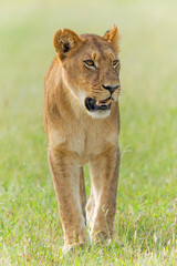Lion (Panthera leo) in the green season. Lionesses walking and playing in the long green grass in the Okavango Delta in Botswana. 