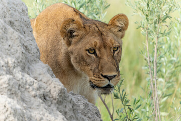 Lion (Panthera leo) in the green season. Lionesses walking and playing in the long green grass in the Okavango Delta in Botswana. 