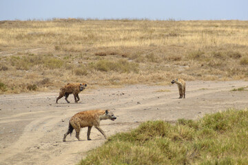 Africa, Tanzania, Segengeti, hyenas in savannah