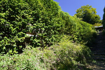 萩の花咲く坂道　