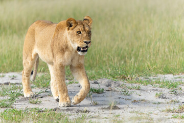 Lion (Panthera leo) in the green season. Lionesses walking and playing in the long green grass in the Okavango Delta in Botswana. 