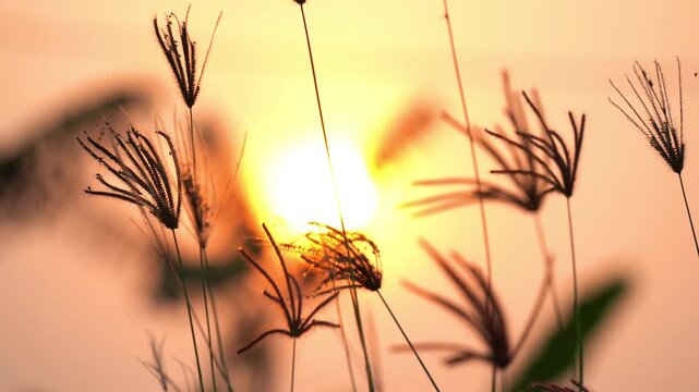 Grass flower backlit the sunset golden yellow light. Grass Flowers Golden sunlight in the wind. Grass flower in sunset beautiful. Autumn nature landscape in sunset time.