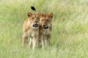 Lion (Panthera leo) in the green season. Lionesses walking and playing in the long green grass in the Okavango Delta in Botswana. 
