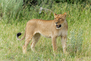 Lion (Panthera leo) in the green season. Lionesses walking and playing in the long green grass in the Okavango Delta in Botswana. 