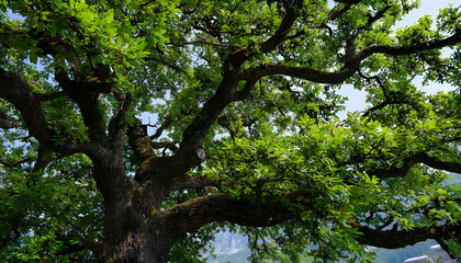 Fototapeta premium Tree outdoors nature plant.