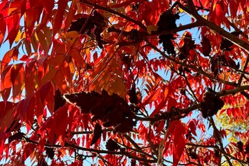 red leaves