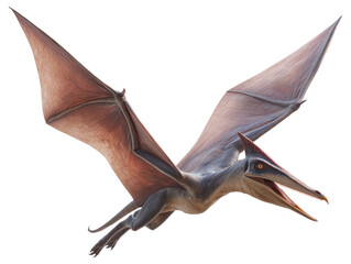 Pterosaur soaring through the skies isolated on transparent background.