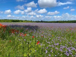 Blue sky and a field with honeysuckle and poppies and a small forest in the background
