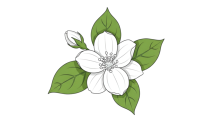 White Flower with Green Leaves Botanical Illustration on Transparent Background