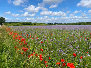 Flowerfield and the road out of the small town on a summerday