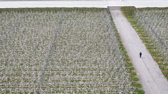 Aerial view of a lone figure walking along a gravel path lined by blossoming orchard trees under a cloudy sky, Hope, Tasman Region, New Zealand.