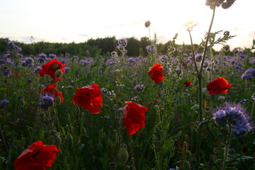 Obraz premium Poppies and Phacelia in Summer Bloom so lovely