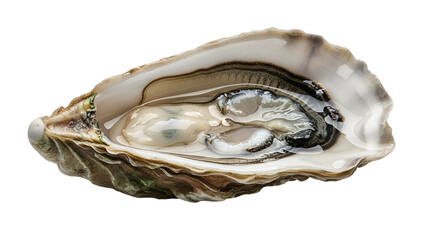 Open oyster shell with pearl inside on Transparent Background