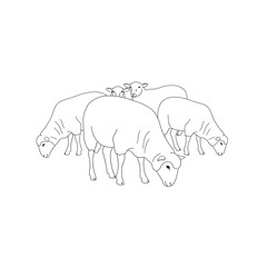 A group of sheep grazing in a field, their heads bent low to the ground, isolated on white background a peaceful scene of rural life and animal husbandry