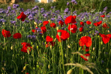 Obraz premium Summer Vibes in Blooming Colors with poppies and honeysuckle