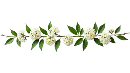 Elegant white flowering branch arranged as a horizontal garland. Decorative floral border isolated on transparent background