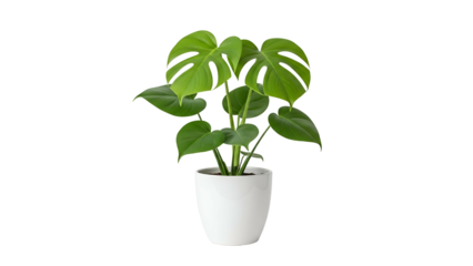 Green Monstera Plant in White Pot on Transparent Background