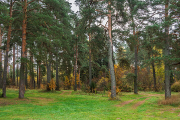 Forest clearing among trees in autumn forest.
