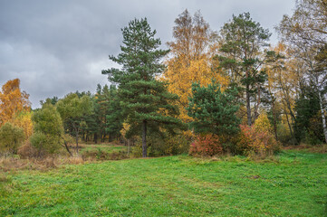 Forest clearing among trees in autumn forest.